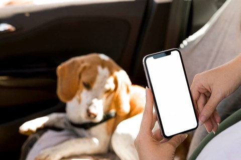 Person holding mobile phone blurred dog background