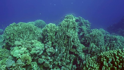 Hard corals colony Porites, tropical fish swim above top of coral reef in sun rays, Red sea,