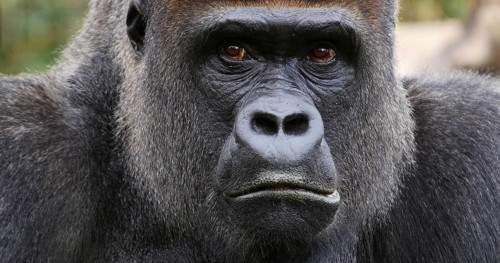 Eastern Lowland Gorilla (gorilla gorilla) graueri, Portrait of Male