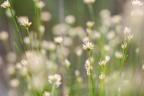 White beak-sedge (Rhynchospora alba), many flowers in a bog, Emsland, Lower Saxony, Germany, Europe