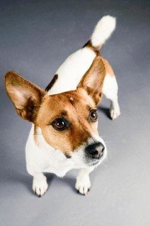 Jack Russell Terrier Portrait on a grey studio background