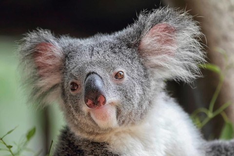 Koala (Phascolarctos cinereus) in Queensland, Australia, Oceania