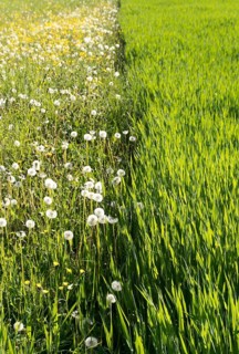 vertical view of a field of young wheat crop growing fast next to a wildflower meadow