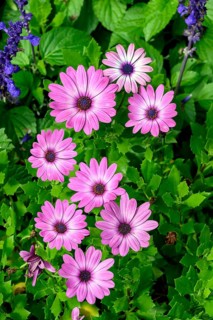 Colourful marguerites (Leucanthemum), Allgäu, Bavaria, Germany, Europe