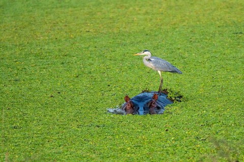Grey heron (Ardea cinerea), hippo (Hippopotamus amphibius), water cabbage (Pistia stratiotes),