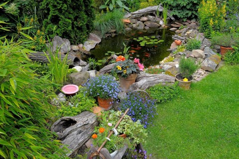 Ornamental garden, garden pond with goldfish