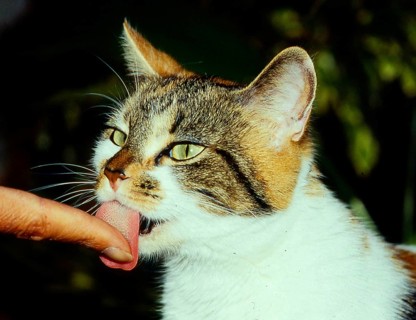 Domestic cat