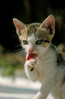 Domestic cat