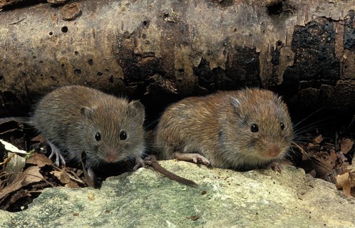 BANK VOLE (clethrionomys glareolus), FRANCE