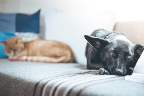 Cute black little dog and tabby cat are relaxing on the sofa at home