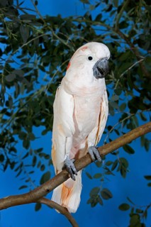 Salmon-Crested Cockatoo (cacatua moluccensis) or Moluccan Cockatoo, Adult on Branch