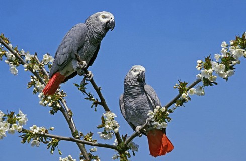 AFRICAN GREY PARROT (psittacus erithacus), ADULTS ON BRANCH