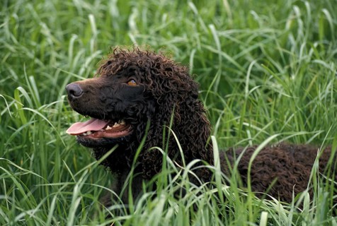 Irish Water Spaniel dog, adult standing in long grass