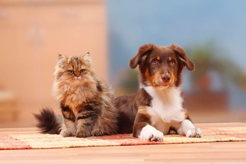 Australian Shepherd, red-tri, 5 months, puppy, and British Longhair, British Longhair Cat,