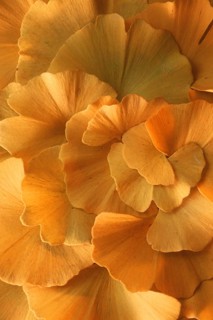 Maidenhair tree leaves (Ginkgo biloba)
