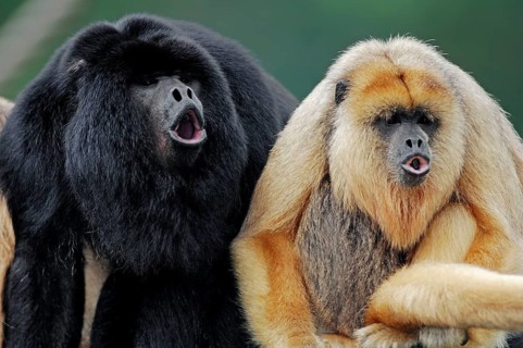 Black howler (Alouatta caraya), male and female with young, roaring