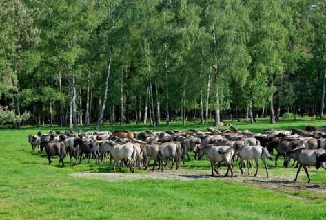Wild horses, herd, nature reserve Merfelder Bruch in Dülmen, Münsterland, North Rhine-Westphalia,
