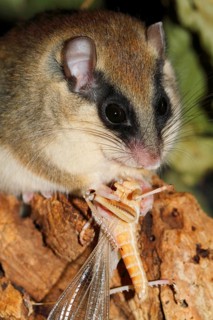 Forest Dormouse (Dryomys nitedula) eating cricket, Germany, Europe