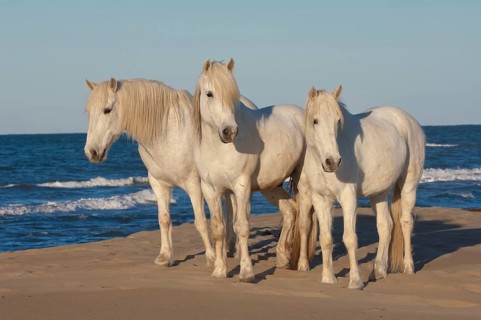 Camargue horses, Bouches du Rhone, Camargue, South of France, Camargue horse, Grey horse