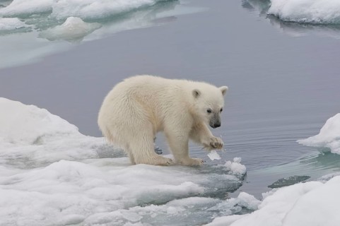 Polar bear (Thalassarctos maritimus), young playing with ice chunks, Spitsbergen, Svalbard