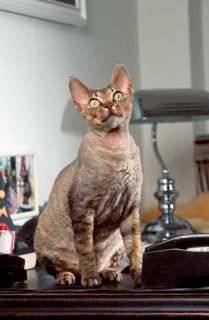 Devon Rex Cat