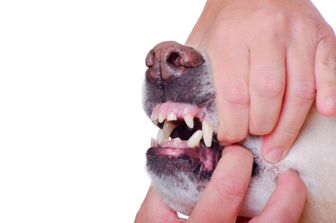 Bite check for Labrador retriever, tooth check, teeth