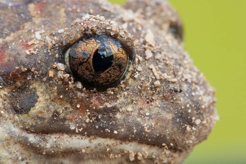 Common spadefoot (Pelobates fuscus) Rhineland-Palatinate, Germany, Europe