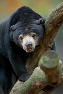 Sun bear (Helarctos malayanus) Sun bear