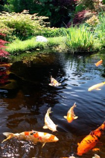 Garden pond with Koi carp (Cyprinus carpio), coloured carp, Koi, Kois