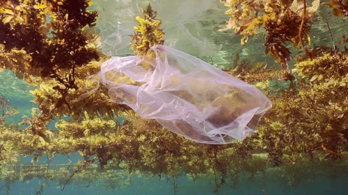Disposable transparent plastic bag drifting Seaweed Brown (Sargassum) on surface of water form