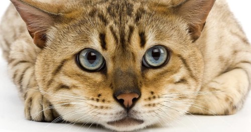 Seal Mink Tabby Bengale Male Domestic Cat against White Background