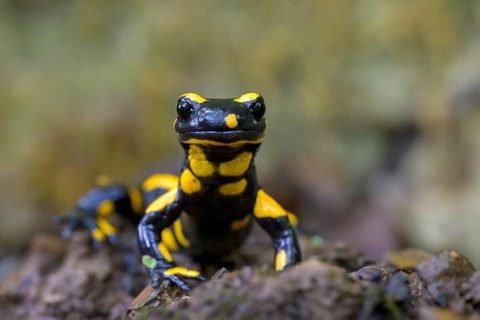 Fire salamander (Salamandra salamandra), Hesse, Germany, Europe