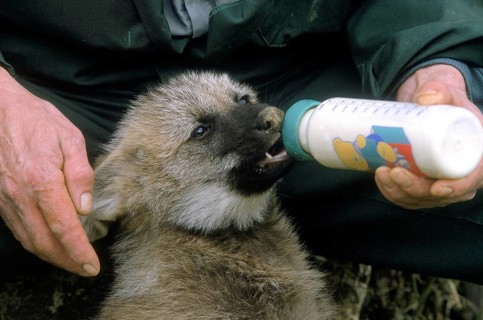 Maned wolf (chrysocyon brachyurus), pup with food bottle