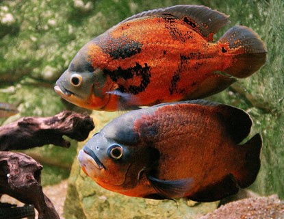 TIGER OSCAR (astronotus ocellatus) FISH, CICHLID OF SOUTH AMERICA