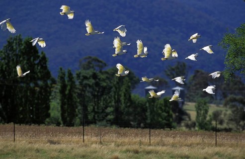 Lesser yellow-crested cockatoo (cacatua sulphurea), group in flight, Australia, Oceania