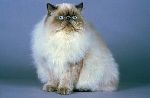 Himalayan domestic cat, adult against blue background
