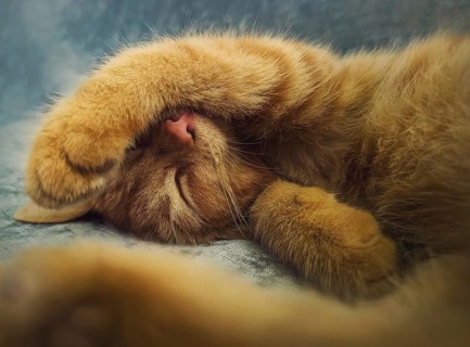 Sleepy orange kitten takes a nap indoors on the sofa. Little ginger cat sleeping tight in a cute