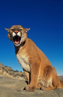COUGAR (puma concolor), ADULT STANDING ON ROCK, SNARLING, MONTANA