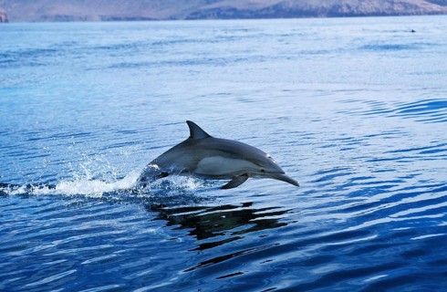 Common Dolphin (delphinus delphis), Adult Leaping, Mexico, Central America