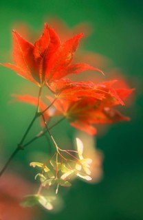 Maple, leaves and fruits (Acer palmatum atropurureum), red-leaved fan maple, leaves and fruits,