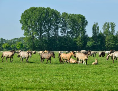 Wild horses of Dülmen, herd with foals, nature reserve Merfelder Bruch in Dülmen, Münsterland,