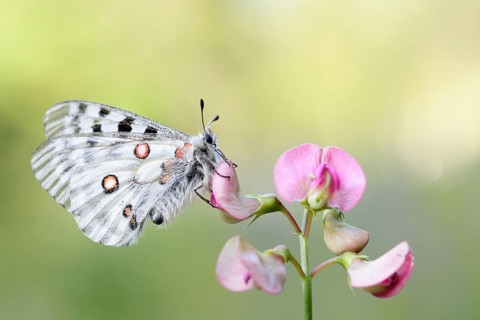 Apollo Butterfly (Parnassius apollo), Tyrolean Oberland, Tyrol, Austria, Europe