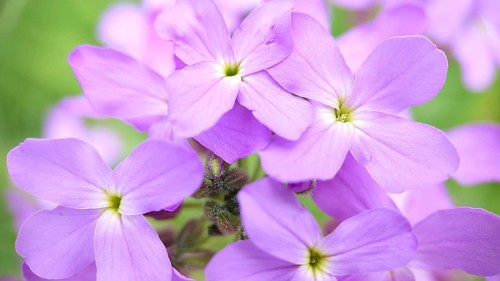 Close-up of vibrant purple flowers (Phlox) with a soft green background, showcasing delicate petals