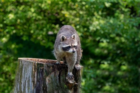 The raccoon on the park