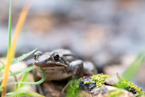 Agile frog (Rana dalmatina), sitting in the grass, Rhine-Erft district, North Rhine-Westphalia,