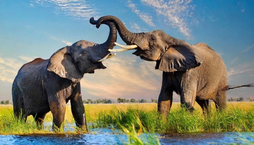 AI generated, animal, animals, mammal, mammals, biotope, habitat, two, fight, bulls, fight,