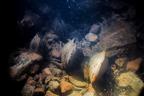 Freshwater pearl mussel (Margaritifera margaritifera), underwater photo in stream, lying in the