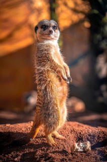 Meerkats (Suricata Suricatta) in its natural environment in sunshine, Eisenberg, Thuringia,
