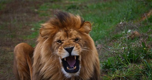 African Lion (panthera leo), Male snarling