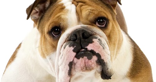 English Bulldog, Female against White Background